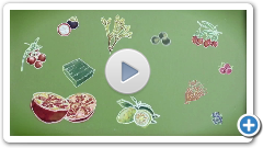 Amylase